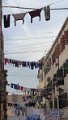 Venedig (78)